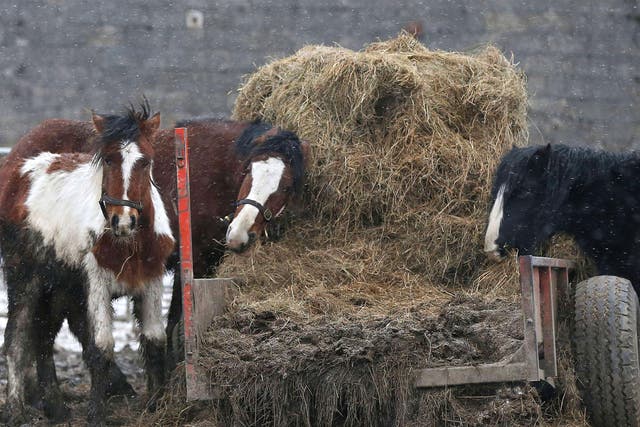 Horses are pictured in a field beside the Peter Boddy slaughterhouse in Todmorden, north-west England