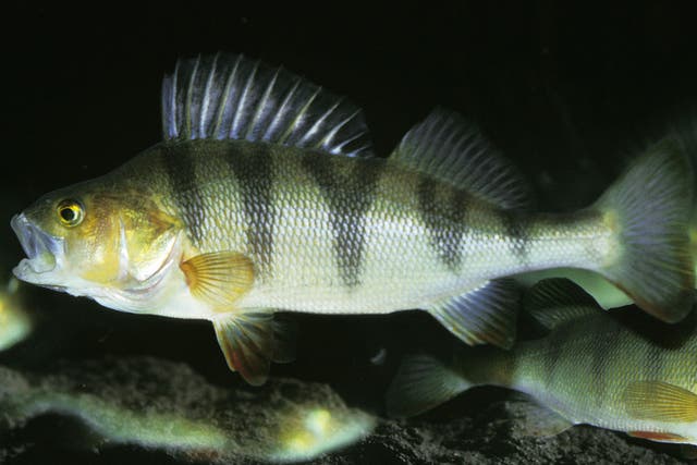 Relatively low concentrations of benzodiazepines commonly found in rivers throughout Europe, including Britain, can significantly affect the behaviour of the European perch
