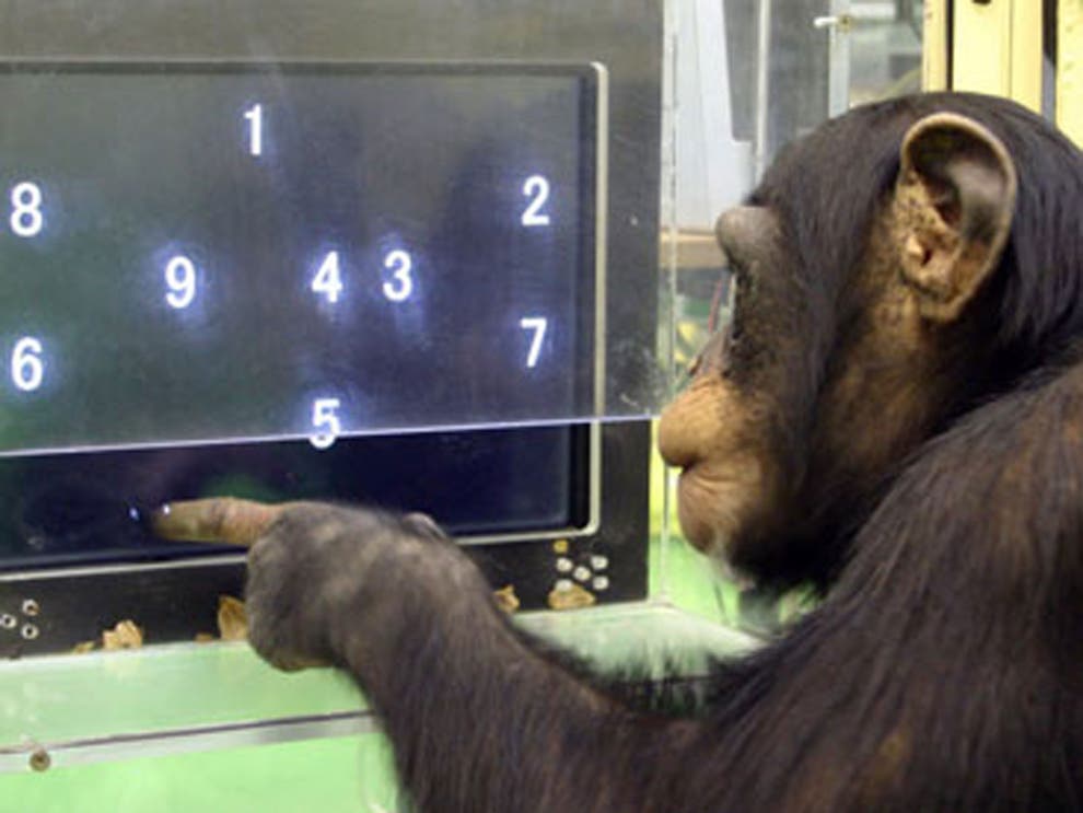 Video: Chimpanzees have faster working memory than humans, according to