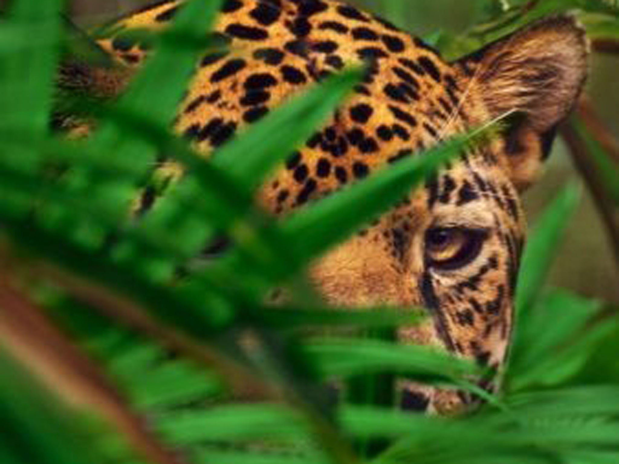 A jaguar hides in some foilage in Belize