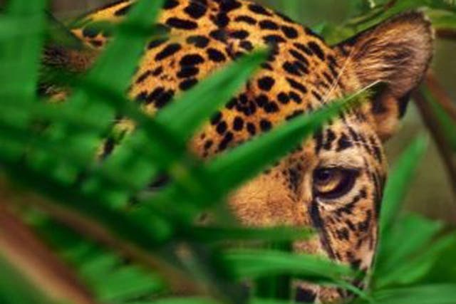 A jaguar hides in some foilage in Belize