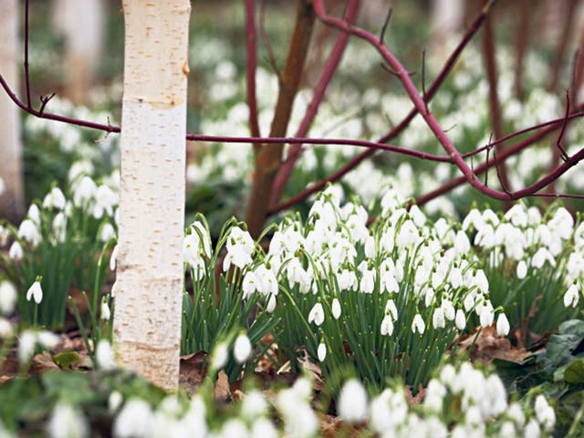<p><strong>{1} Dunham Massey, Greater Manchester </strong></p>
<p>The country&#x2019;s largest winter garden opened in Cheshire in 2009 and boasts hundreds of thousands of snowdrops. Even head gardener Damian Harris has said it&#x2019;s hard to imagine how much it has changed in just four years. </p>
<p>Garden open 11am-4pm Mon-Fri,  11am-5.30pm Sat and Sun,  adults £7.20, children £3.60,  <a href="http://www.nationaltrust.org.uk/dunham-massey/" target="_blank">nationaltrust.org.uk/dunham-massey</a></p>
