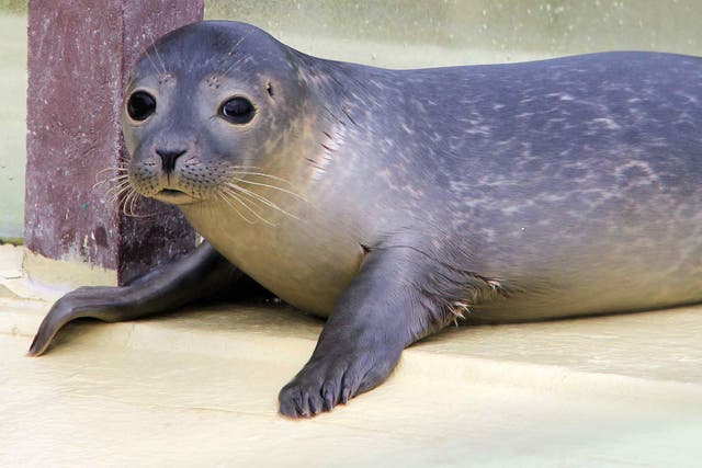 Seals may help scientists discover more about how humans sleep