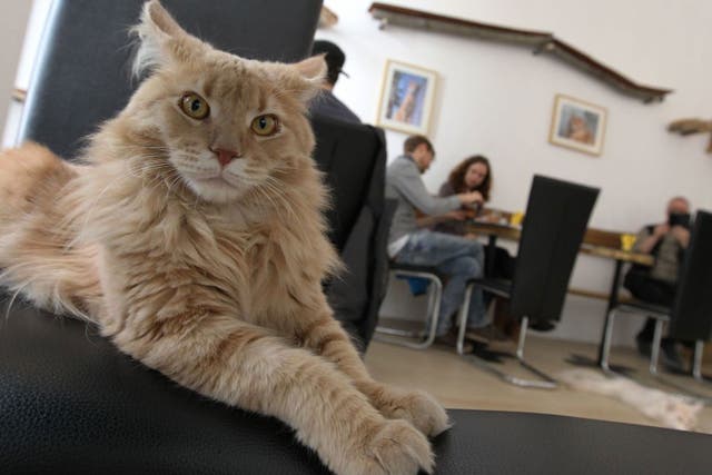 Cat Cafe's are set to be established in London
