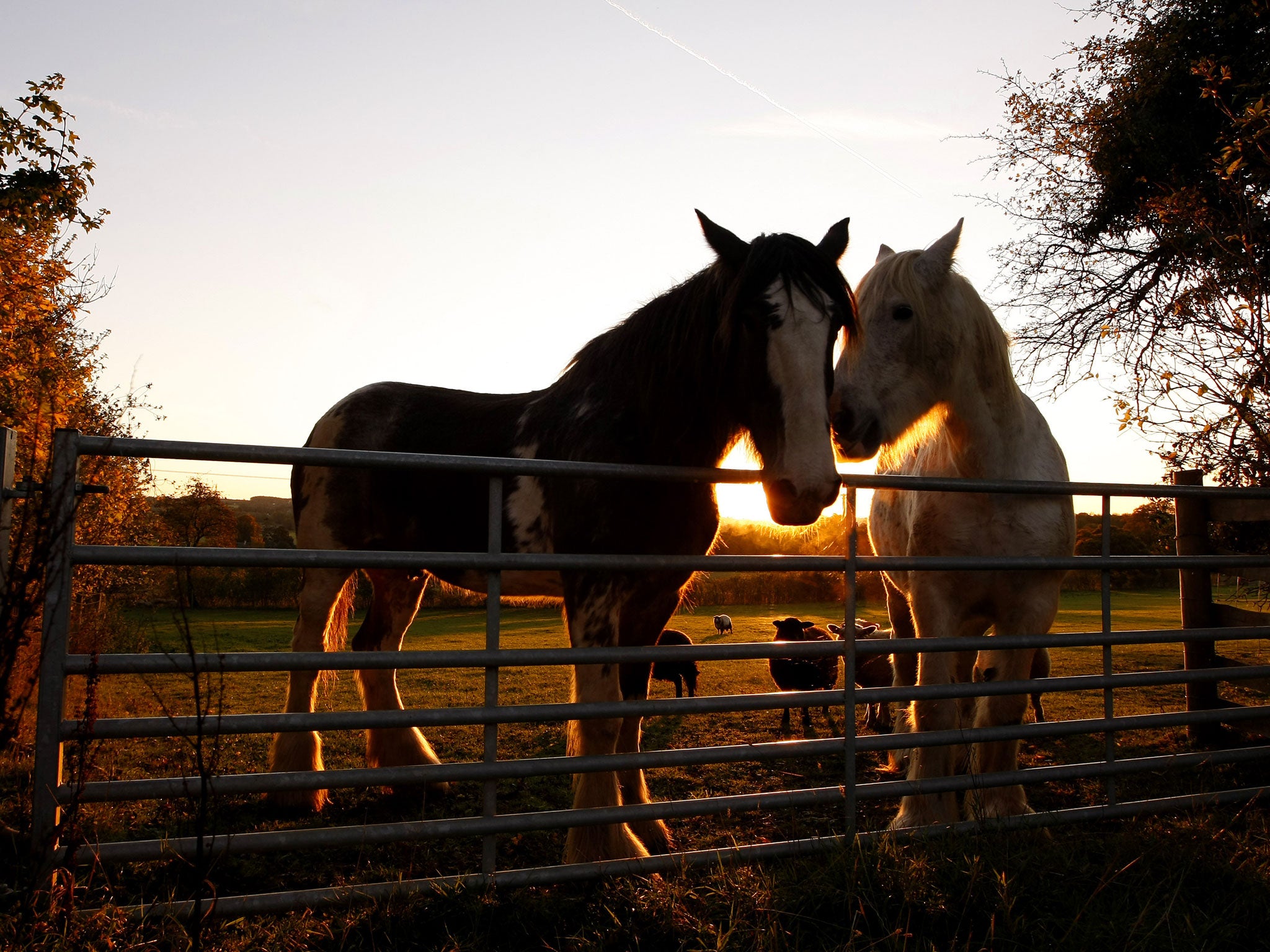 Horses stand in a field next to sheep as the sun sets in the Cotswolds on October 28, 2011 in Whittington, England.