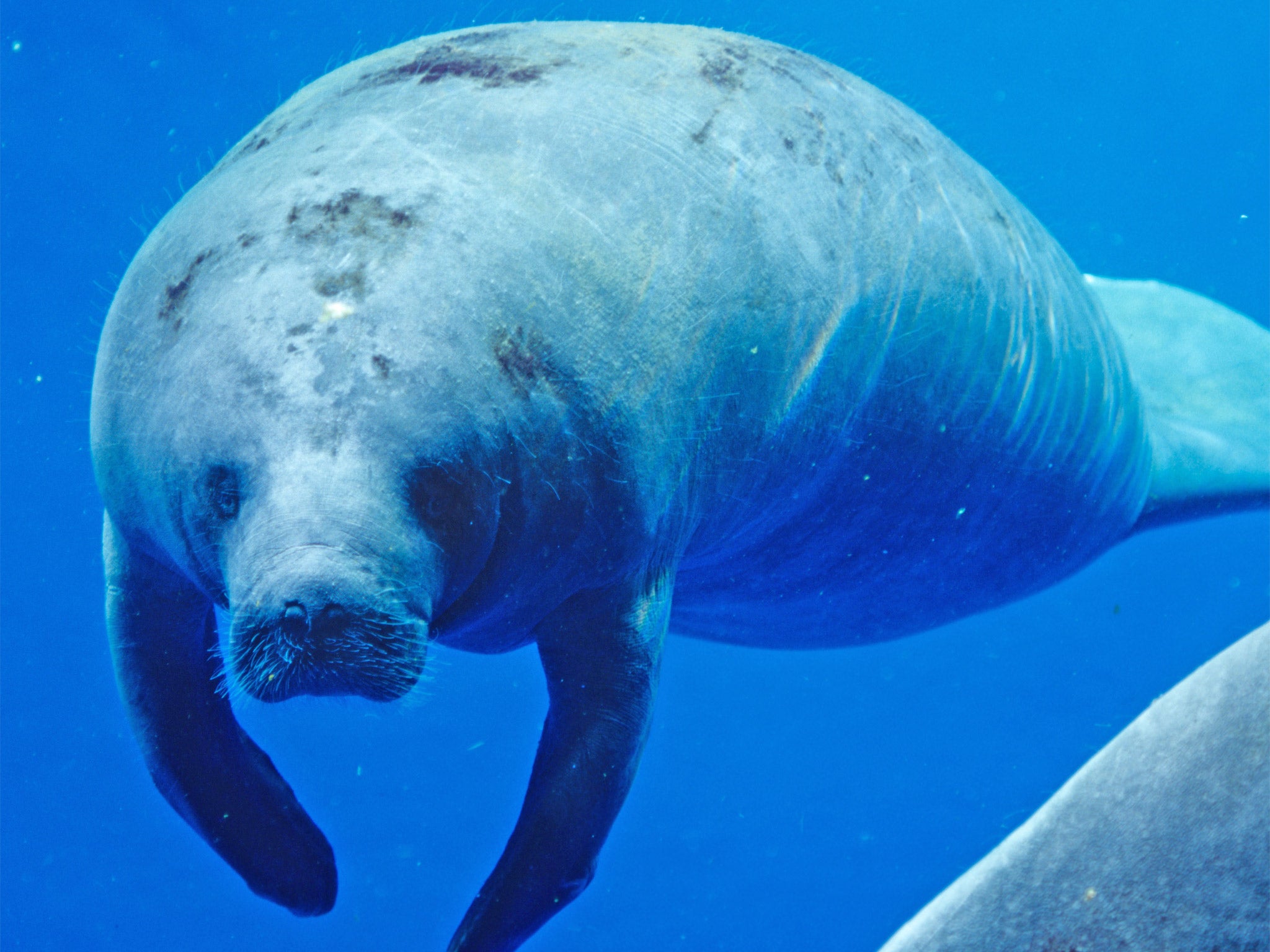 The West African manatee is one of the most curious and least known animals on earth