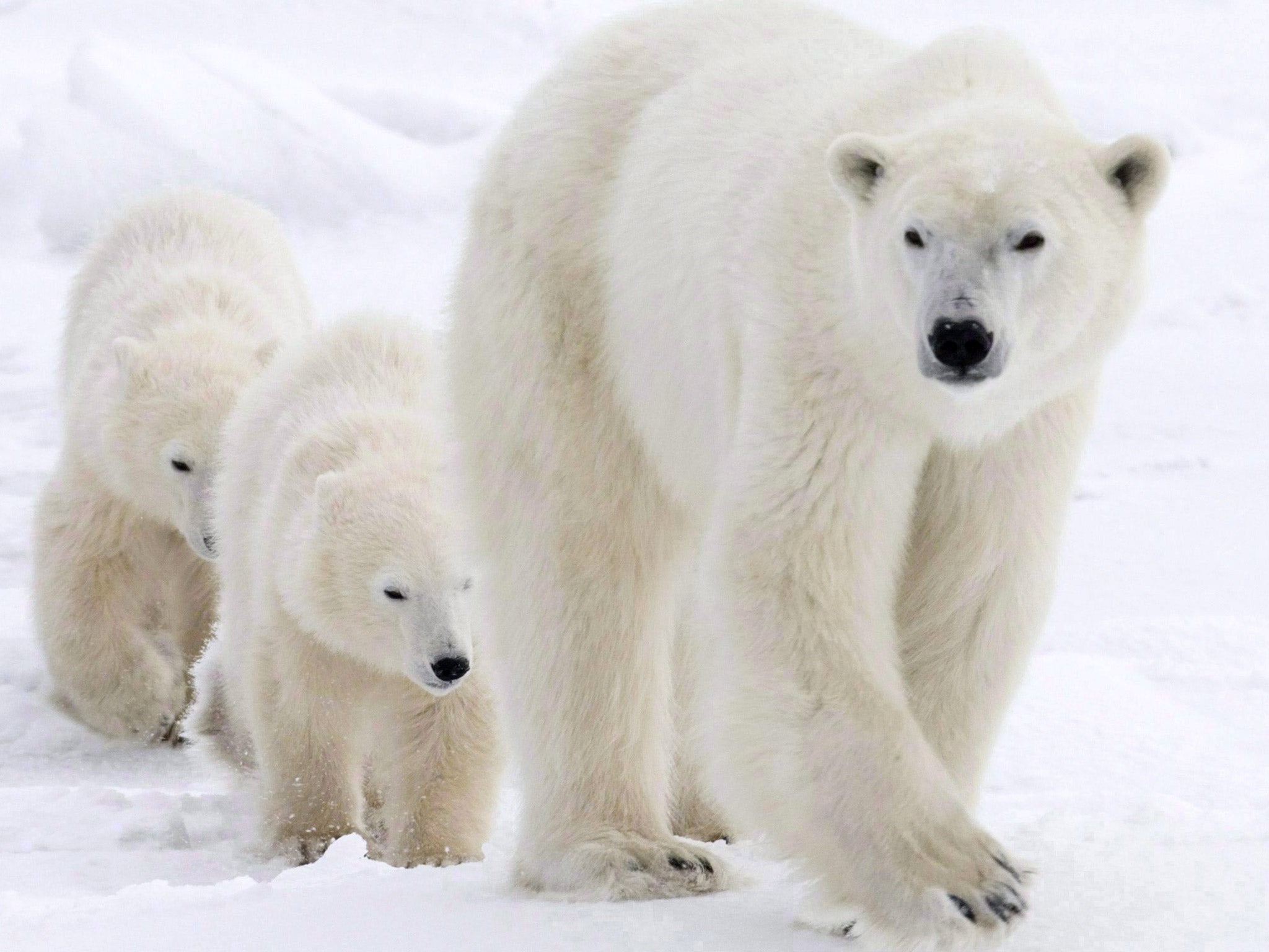 The yearly number of polar bear skins offered at auction increased by 375 per cent between 2007 and 2012