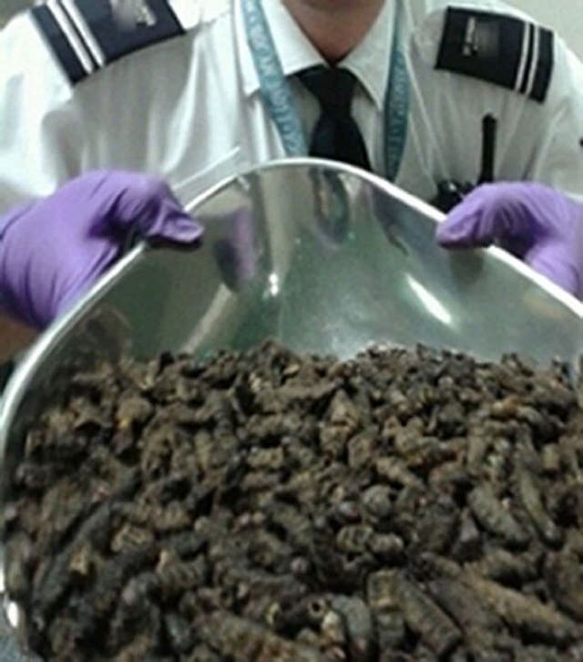 UK Border Agency undated handout photo of some the seizure of 94 kilos of dried caterpillars at Gatwick airport. The discovery was made after a 22-year-old man travelling from Burkina Faso via Istanbul was stopped at the south terminal of the airport