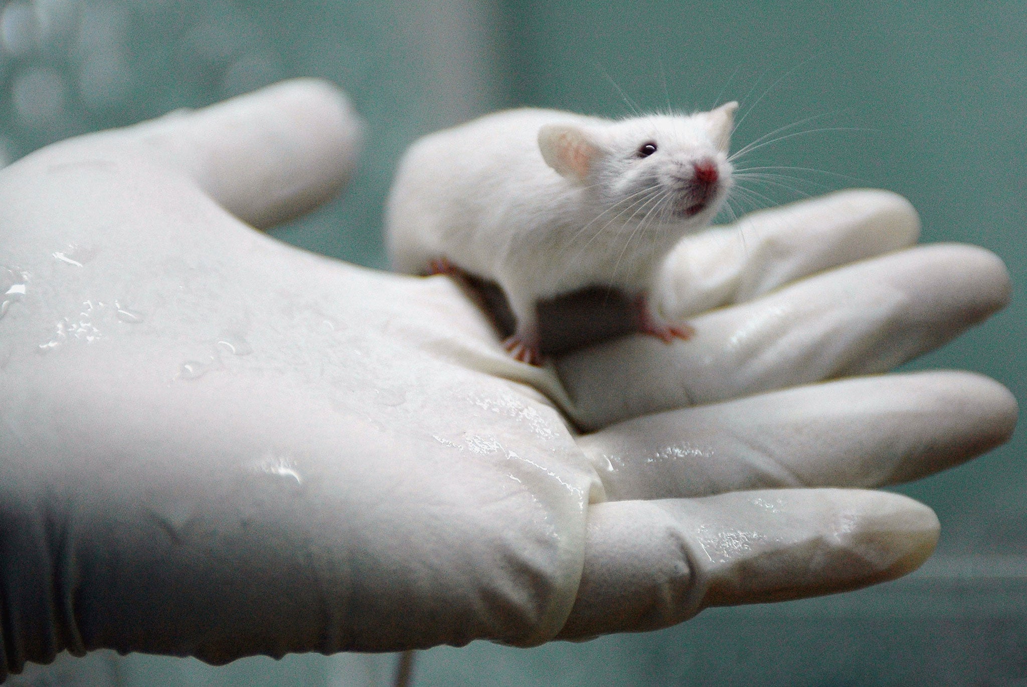 Mind-reader: Rats have been shown to communicate telepathically