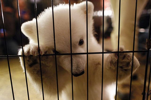 A polar bear cub unveiled at Buffalo Zoo