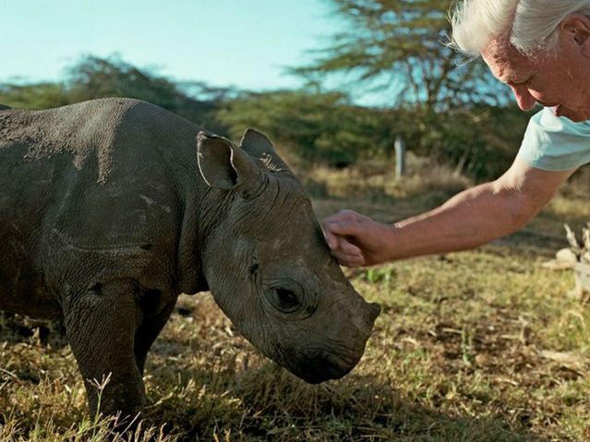 Nicky the baby rhino with David Attenborough in the last of BBC1’s Africa series