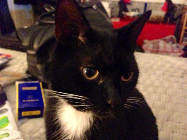 Alas, when I logged on to try and put my cat Onion on the map, it was having teething troubles