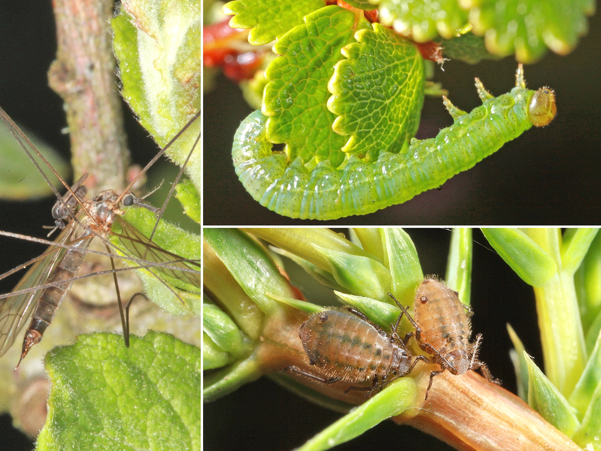 The real monsters of Loch Ness new species of bugs discovered The