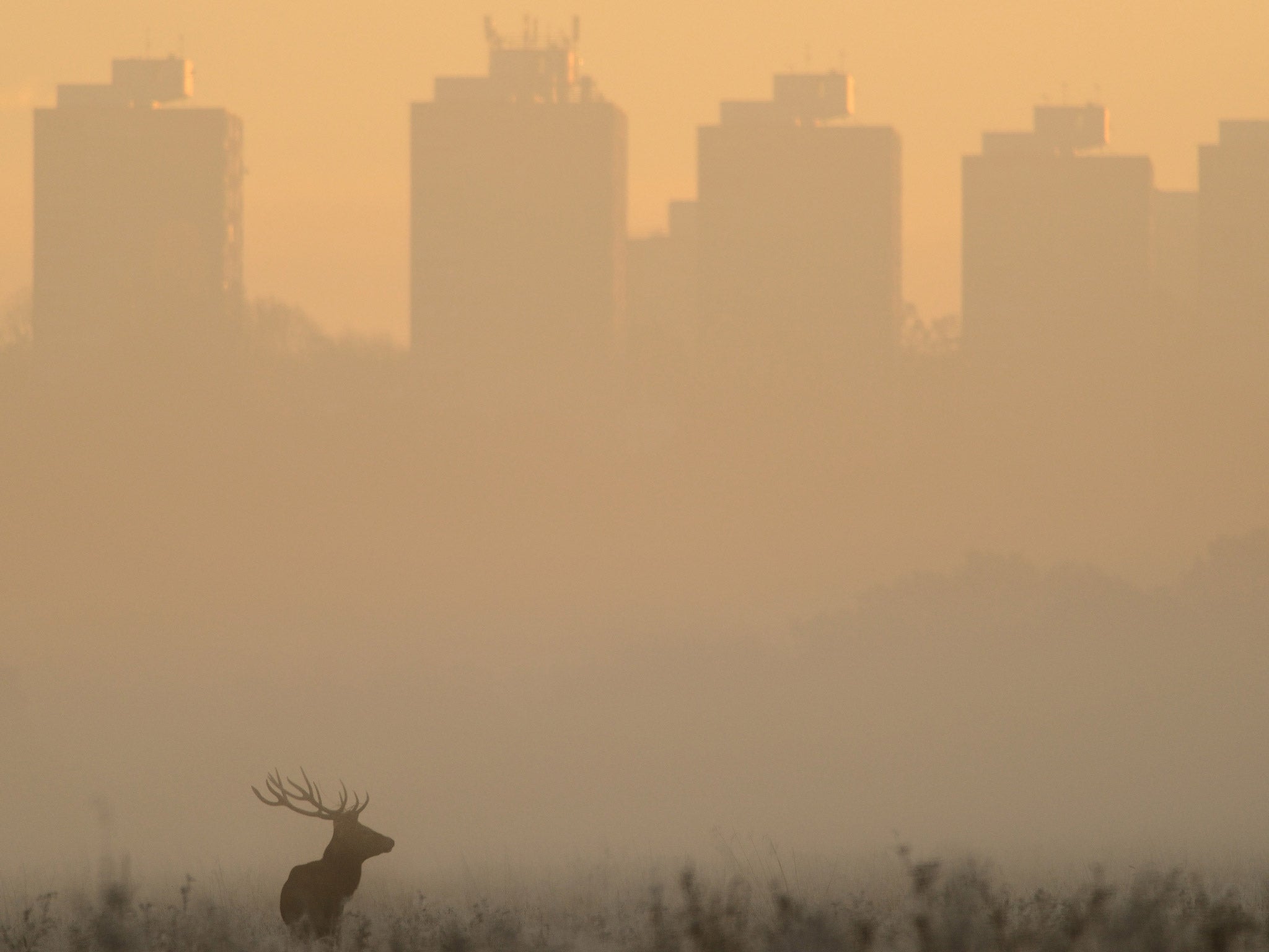 Richmond Park : Homes are needed but finding suitable land free of restrictions is hard