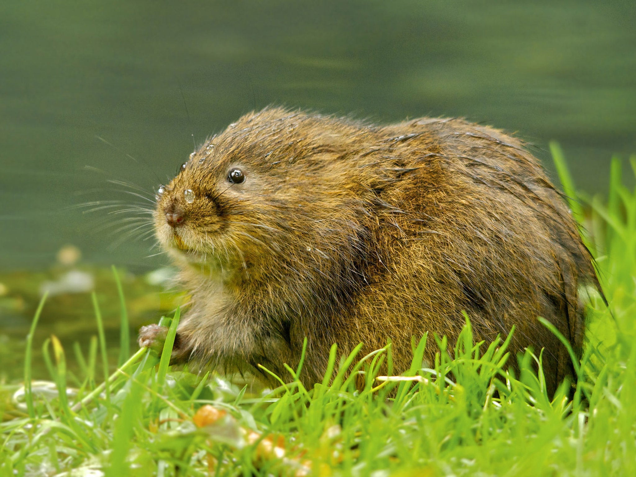 Water vole numbers are down by more than a third in the past three years