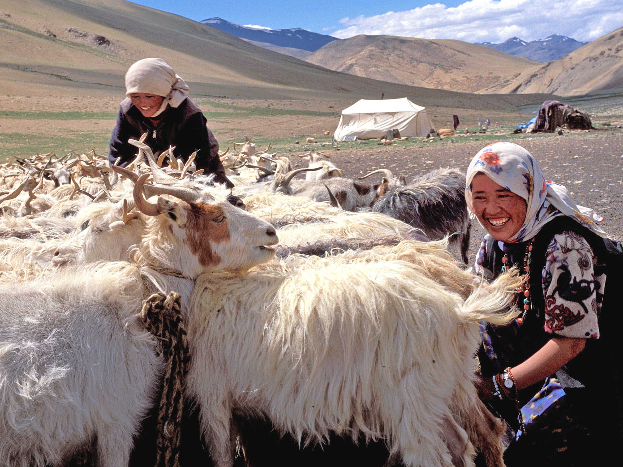 Nomadic women milk Pashmina goats on the Changthang plateau