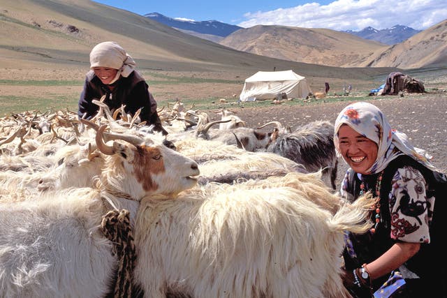 Nomadic women milk Pashmina goats on the Changthang plateau