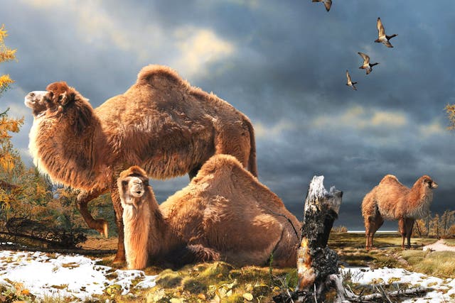 Artist's impression of the giant camel that lived within the Arctic Circle in northern Canada 3.5 million years ago