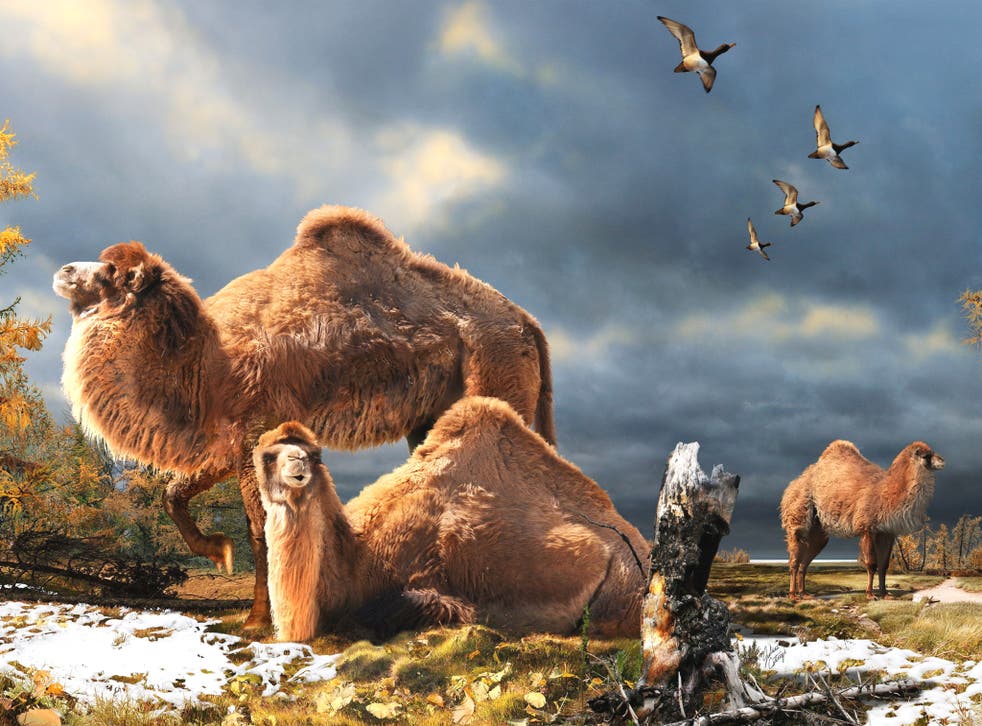 Artist's impression of the giant camel that lived within the Arctic Circle in northern Canada 3.5 million years ago