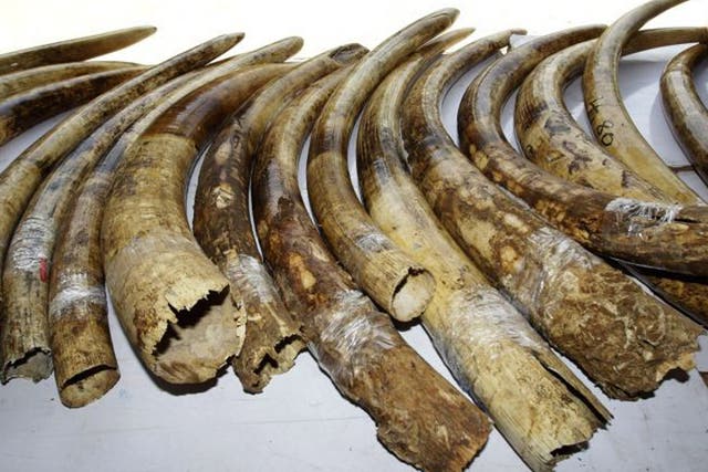 Elephant tusks smuggled into Thailand from Kenya. Thailand is yet to implement a legal framework to tackle the ivory trade