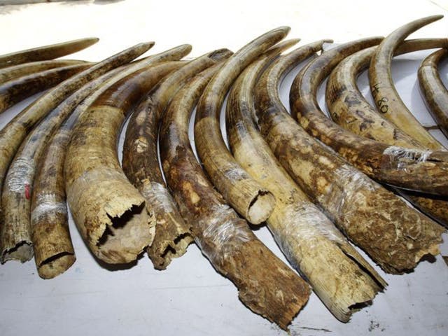 File photo: Elephant tusks smuggled into Thailand from Kenya. Thailand is yet to implement a legal framework to tackle the ivory trade