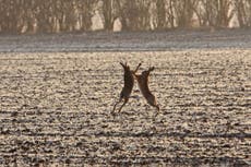 Must we shoot Britain’s mad March hares all the year round?