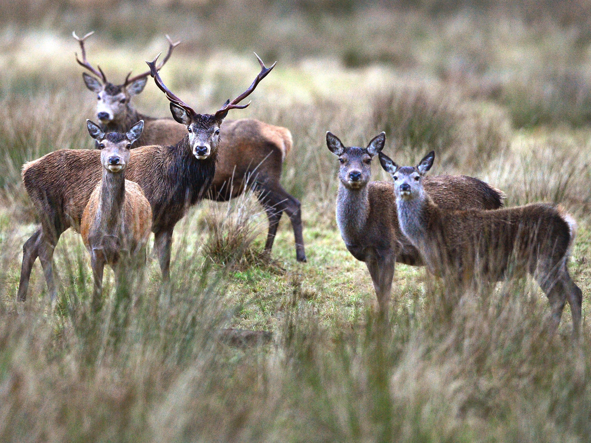 Deer eat woodland shrubs and undergrowth causing extensive damage to the habitat of woodland birds