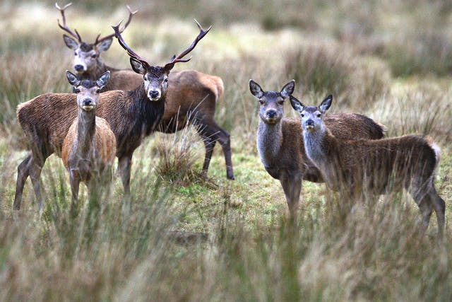Deer eat woodland shrubs and undergrowth causing extensive damage to the habitat of woodland birds