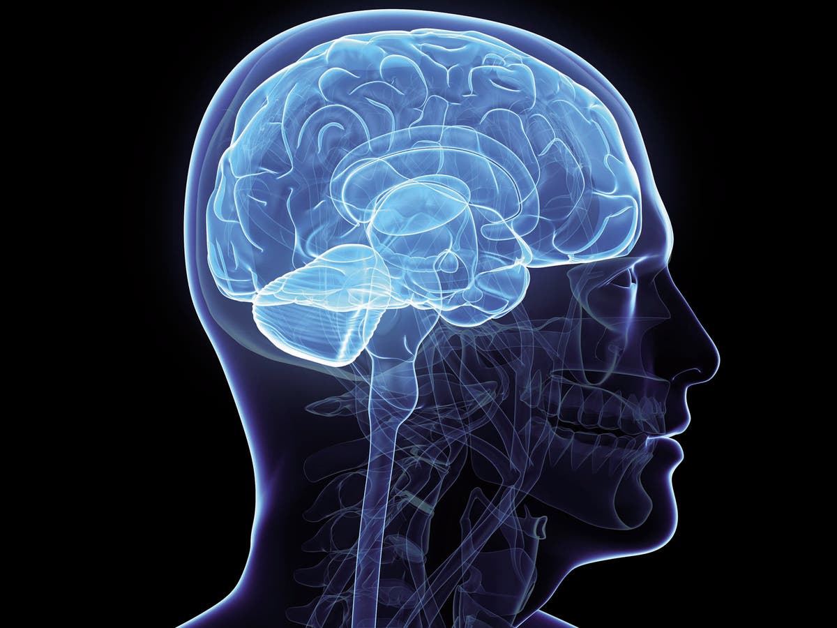 G brains. Изображение мозга человека. Человеческий мозг картинки.
