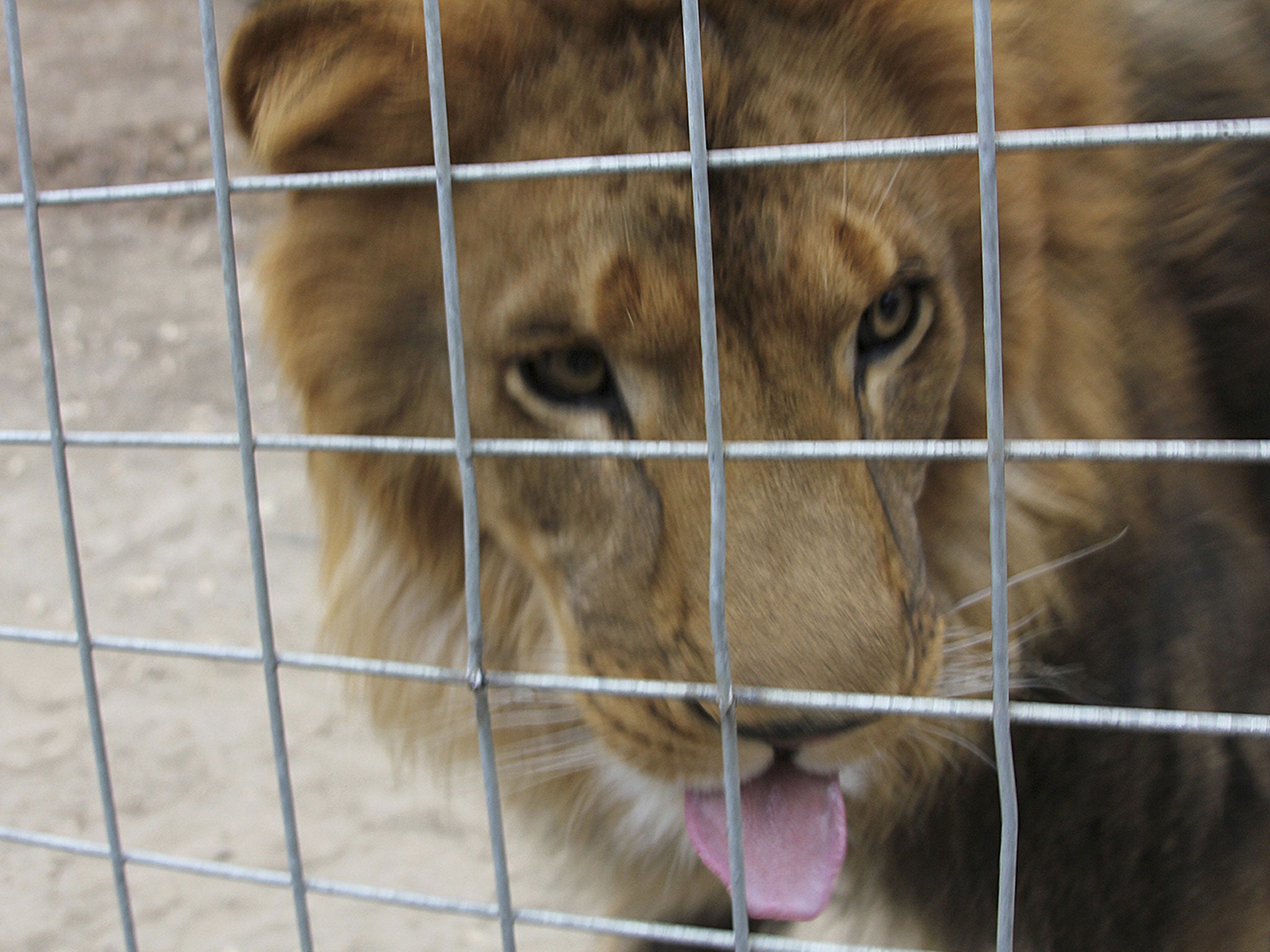 A female volunteer was killed by a lion at a private wild animal park in Central California