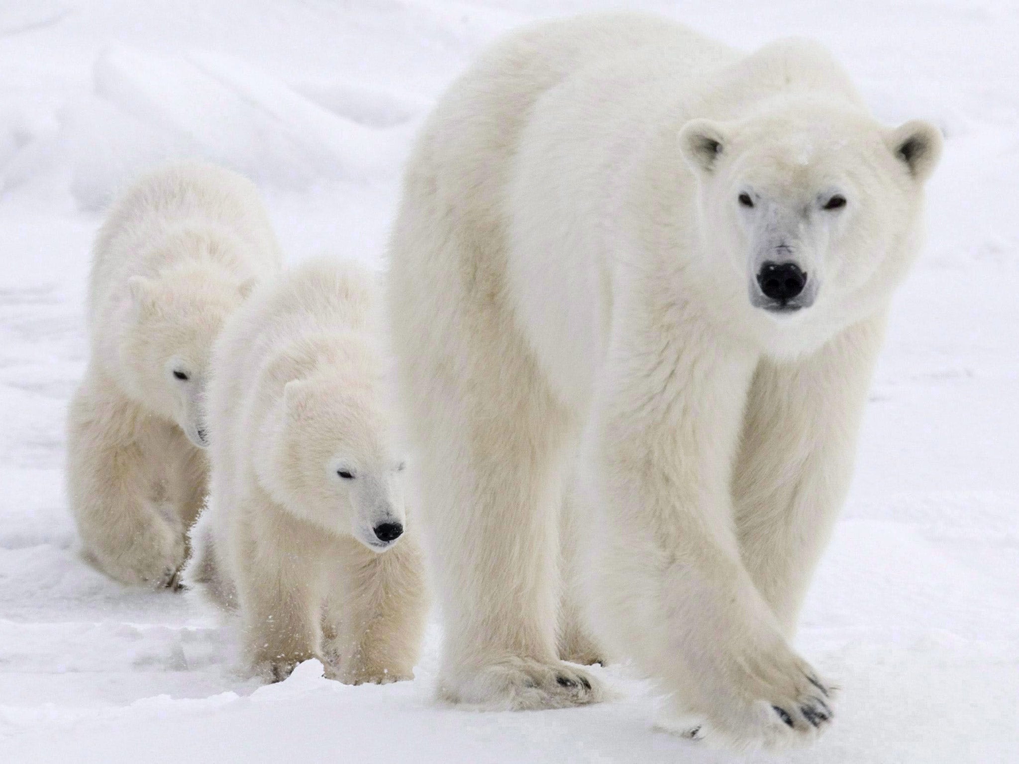 A US proposal to ban trade in polar bears’ skins has been rejected