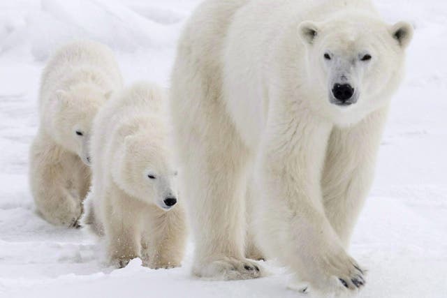 Polar bears are a protected species and shooting them is allowed only for self-defence and as a last resort