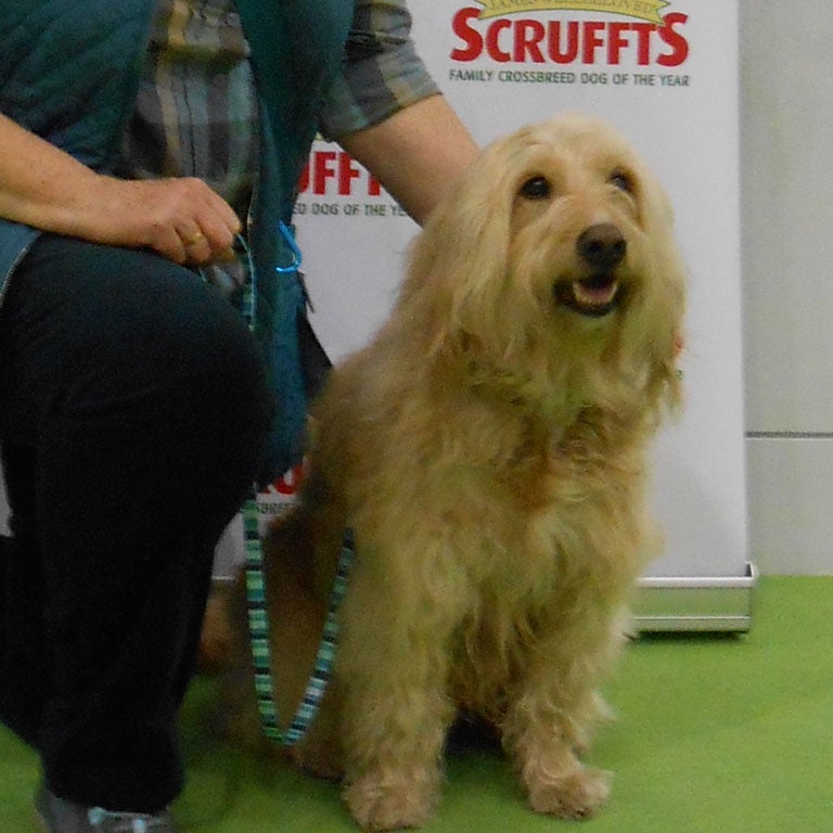 crufts tickets groupon