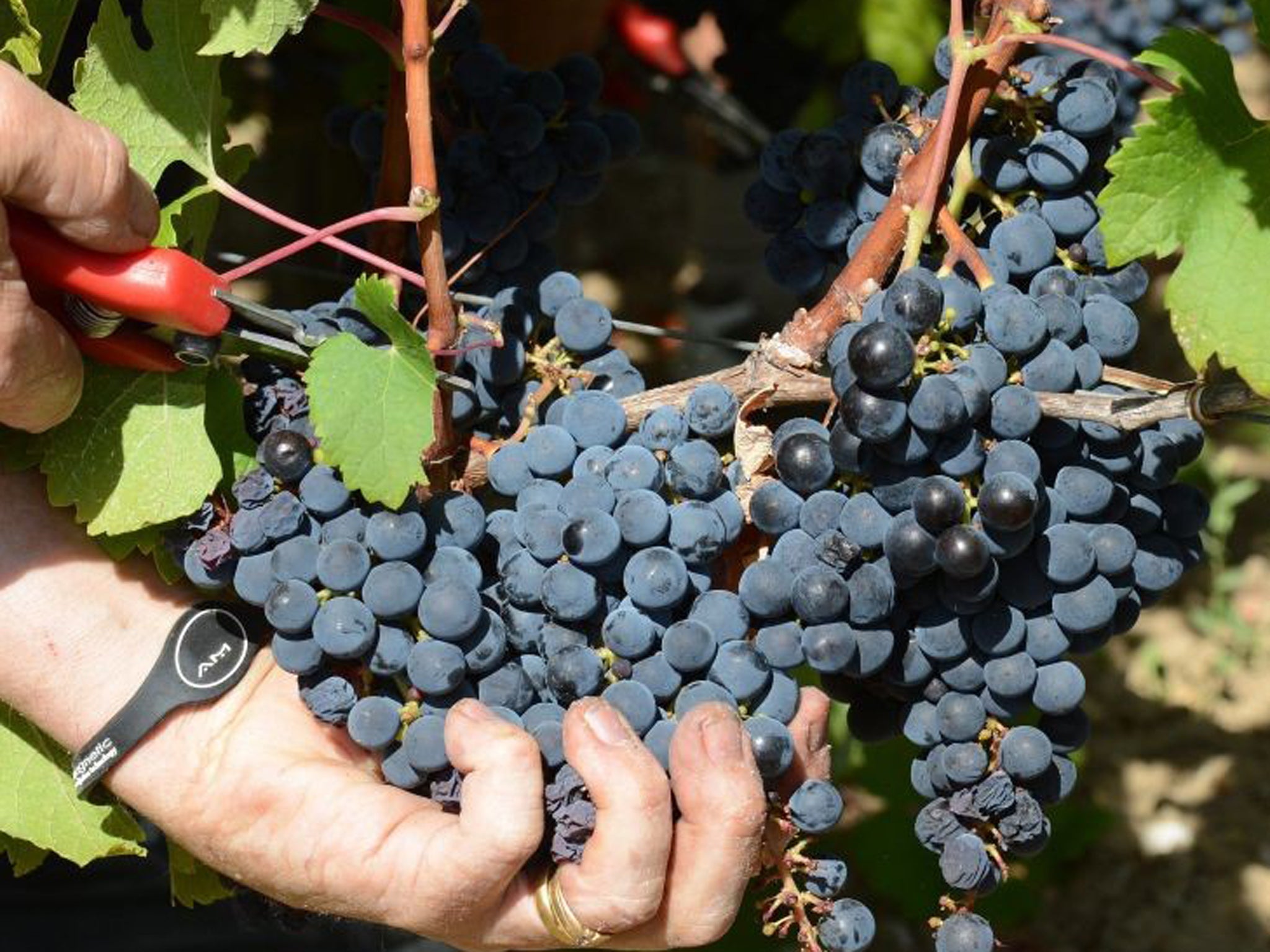 Vineyards had a fine harvest, but the product may be 'overpriced'