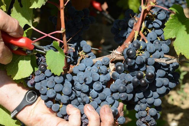 Vineyards had a fine harvest, but the product may be 'overpriced'