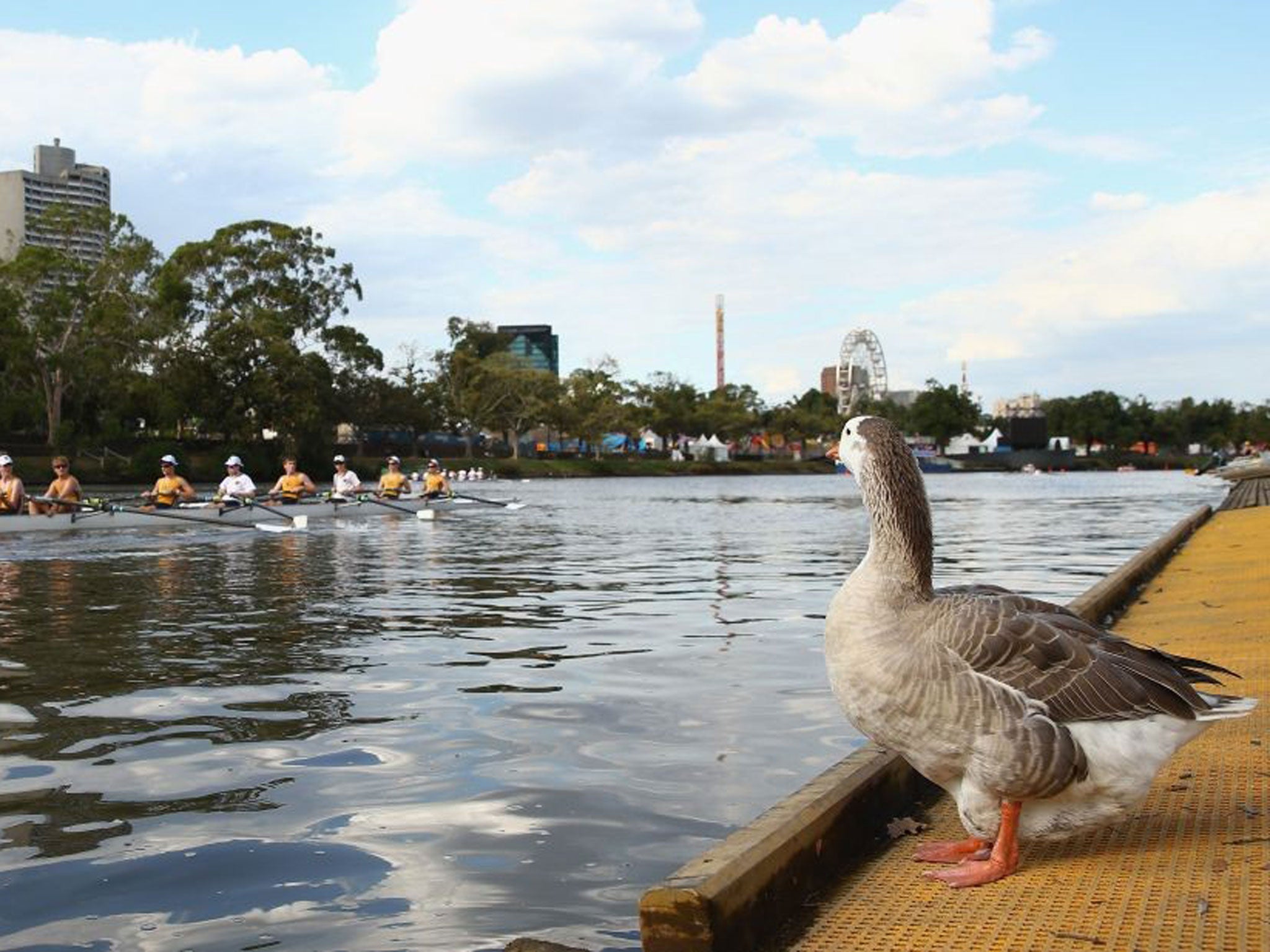 Rowing on Melbourne's Yarra River