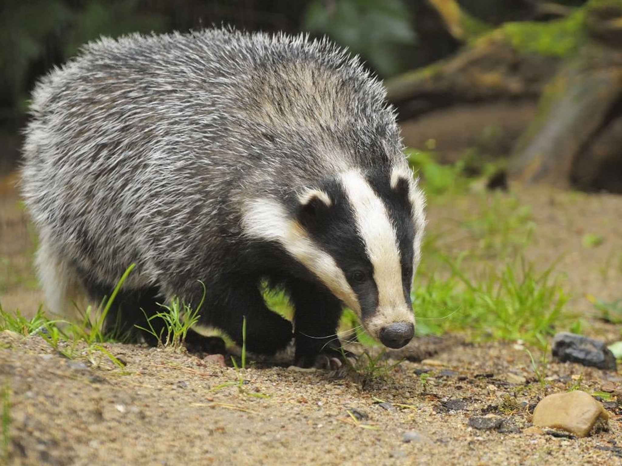 Activists plan to shadow shooting parties with vuvuzelas to scare badgers away