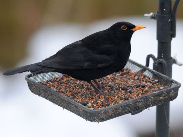 <p>The blackbird population has declined by 40 per cent in Greater London</p>
