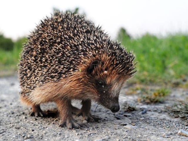 Hedgehogs: Nocturnal ramblings hold few fears for this well-known forager. Terraced gardens have proved to be ideal feeding grounds, far from the peril of roads. They are especially attractive in the middle of the night when the threat of pet dogs is reduced and the hedgehog can concentrate on the important business of snaffling worms and beetles.