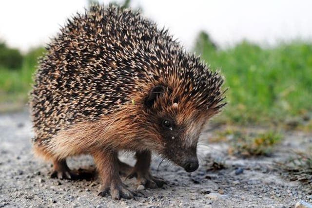 Hedgehogs: Nocturnal ramblings hold few fears for this well-known forager. Terraced gardens have proved to be ideal feeding grounds, far from the peril of roads. They are especially attractive in the middle of the night when the threat of pet dogs is reduced and the hedgehog can concentrate on the important business of snaffling worms and beetles.