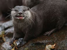 Otters, chimps and lions to receive Covid shot at Maryland zoo