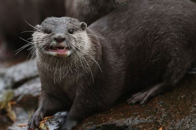 <p>Otters are among the animals that the zoo will vaccinate against covid </p>