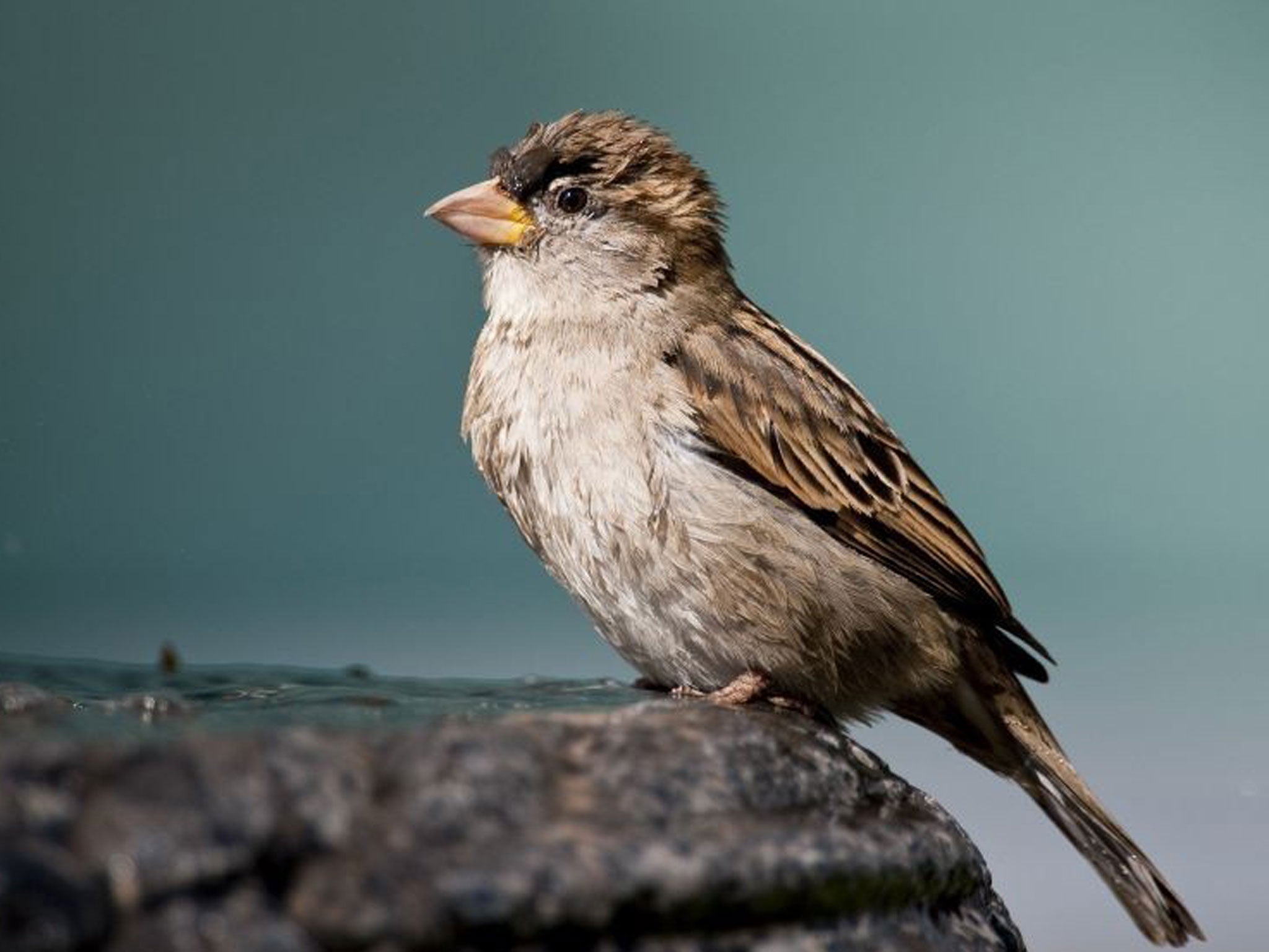 Does Finches Have Beaks? Find Out with This Expert Guide!