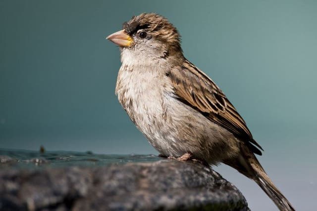 The sparrow's decline has levelled off, according to the British Trust for Ornithology