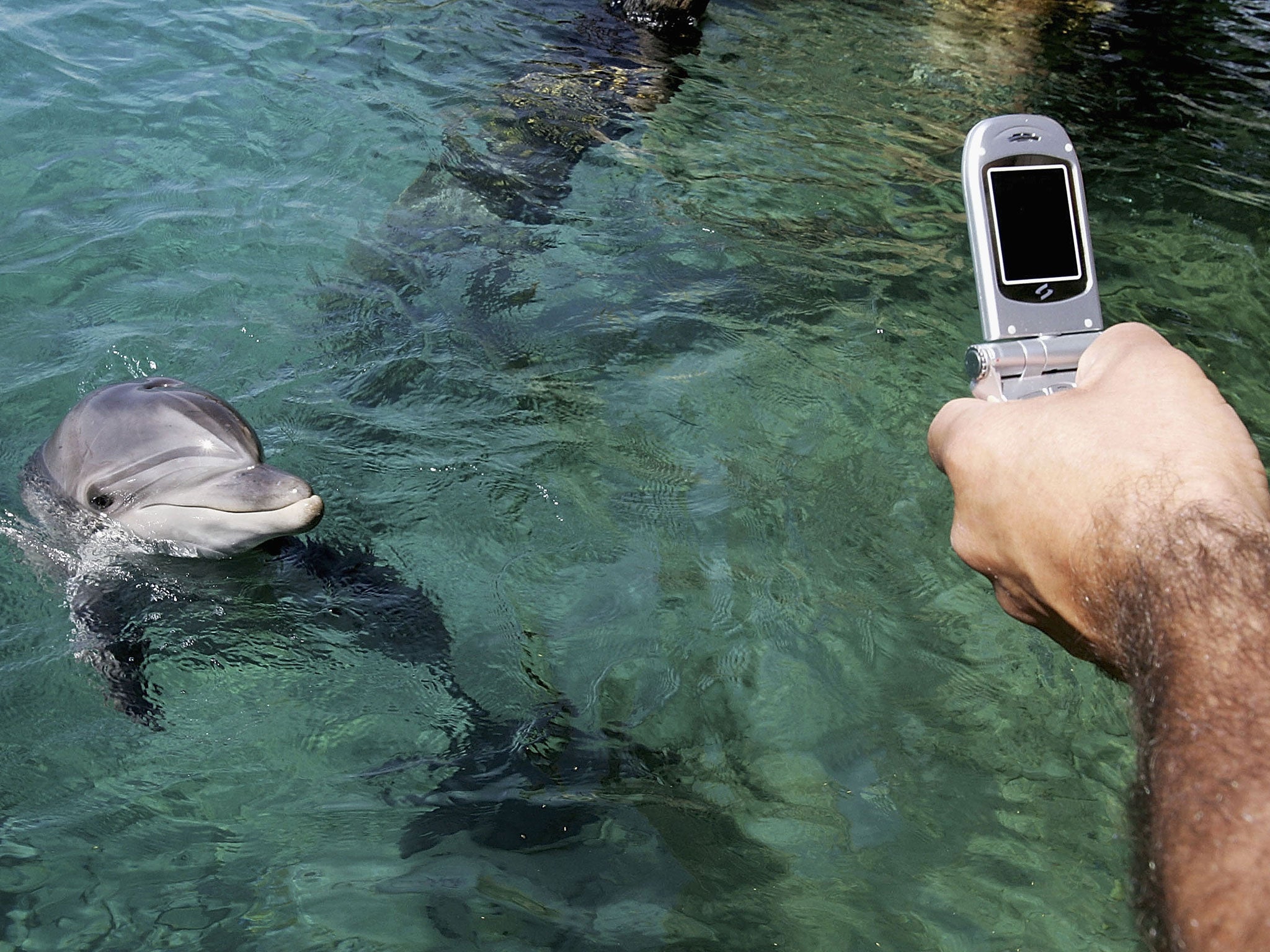 A visitor uses his cell phone camera to photograph a bottlenose dolphin at the Dolphin Reef center research center and attraction April 27, 2005 in the Israeli Red Sea resort of Eilat.