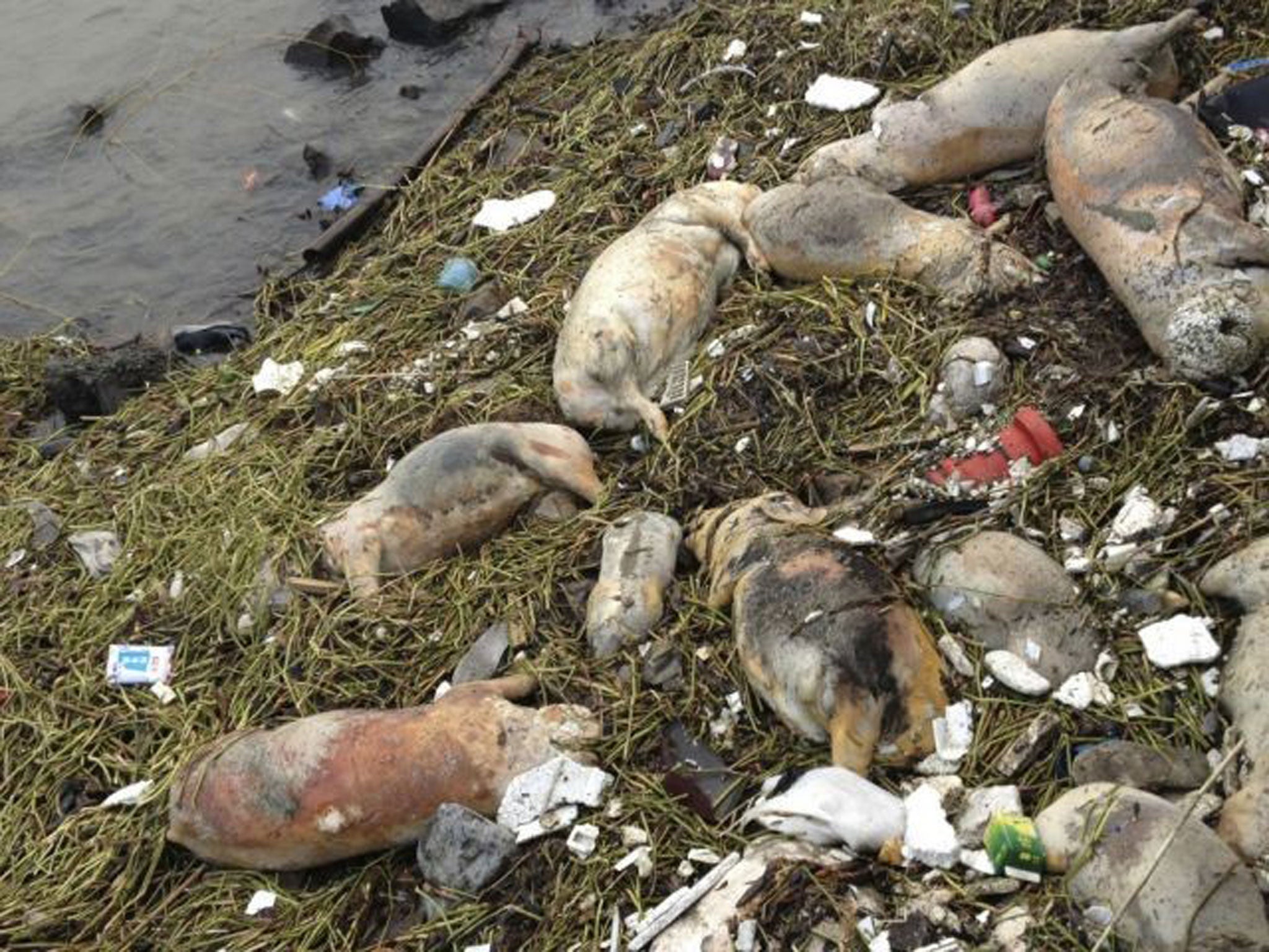 Chinese officials say they have fished out 900 dead pigs from a Shanghai river that is a water source for city residents.