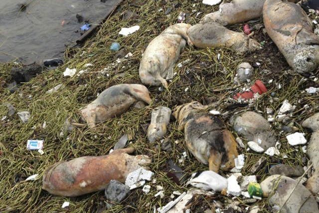 Chinese officials say they have fished out 900 dead pigs from a Shanghai river that is a water source for city residents.