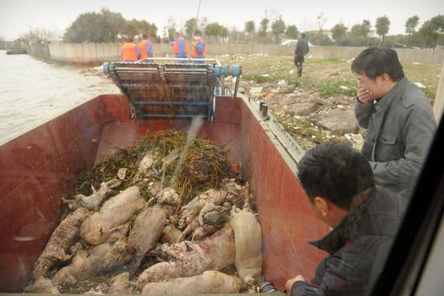 A photo taken through the window on a boat shows dead pigs collected by sanitation workers from Shanghai's main waterway