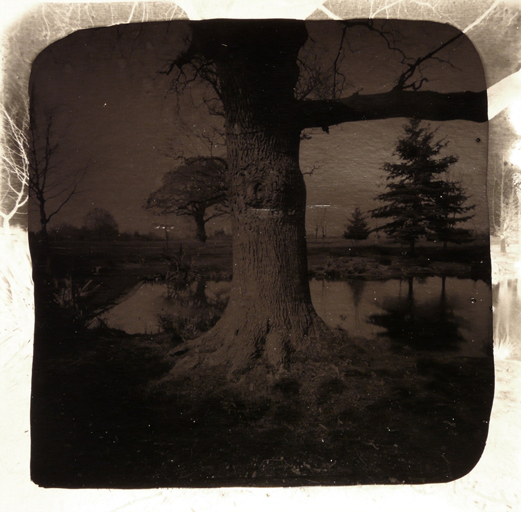 David Gates, Bark (middle), 
silver gelatin and bitumen on cardboard, on sub-frame, 60 x 59cm, 2013