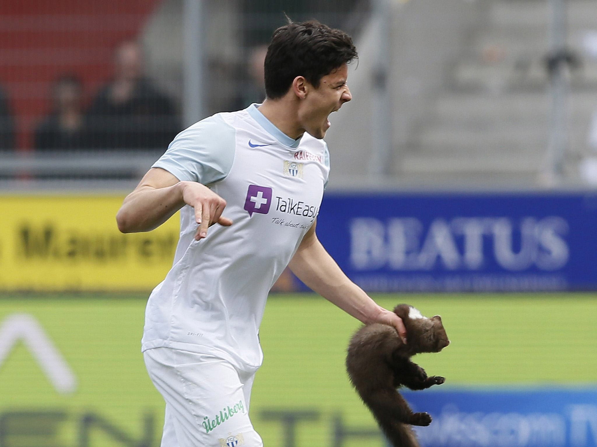 Zurich defender Loris Benito caught the pine marten but ended up getting bitten on the finger